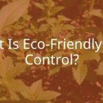 Eco-friendly pest control in a garden, ladybugs and bees among plants, natural sunlight, green and earthy tones, peaceful and sustainable.