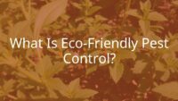 Eco-friendly pest control in a garden, ladybugs and bees among plants, natural sunlight, green and earthy tones, peaceful and sustainable.