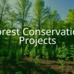 Lush green forest with sunlight filtering through tall trees, a team of people planting saplings, clear blue sky, eco-friendly vibe, realistic.