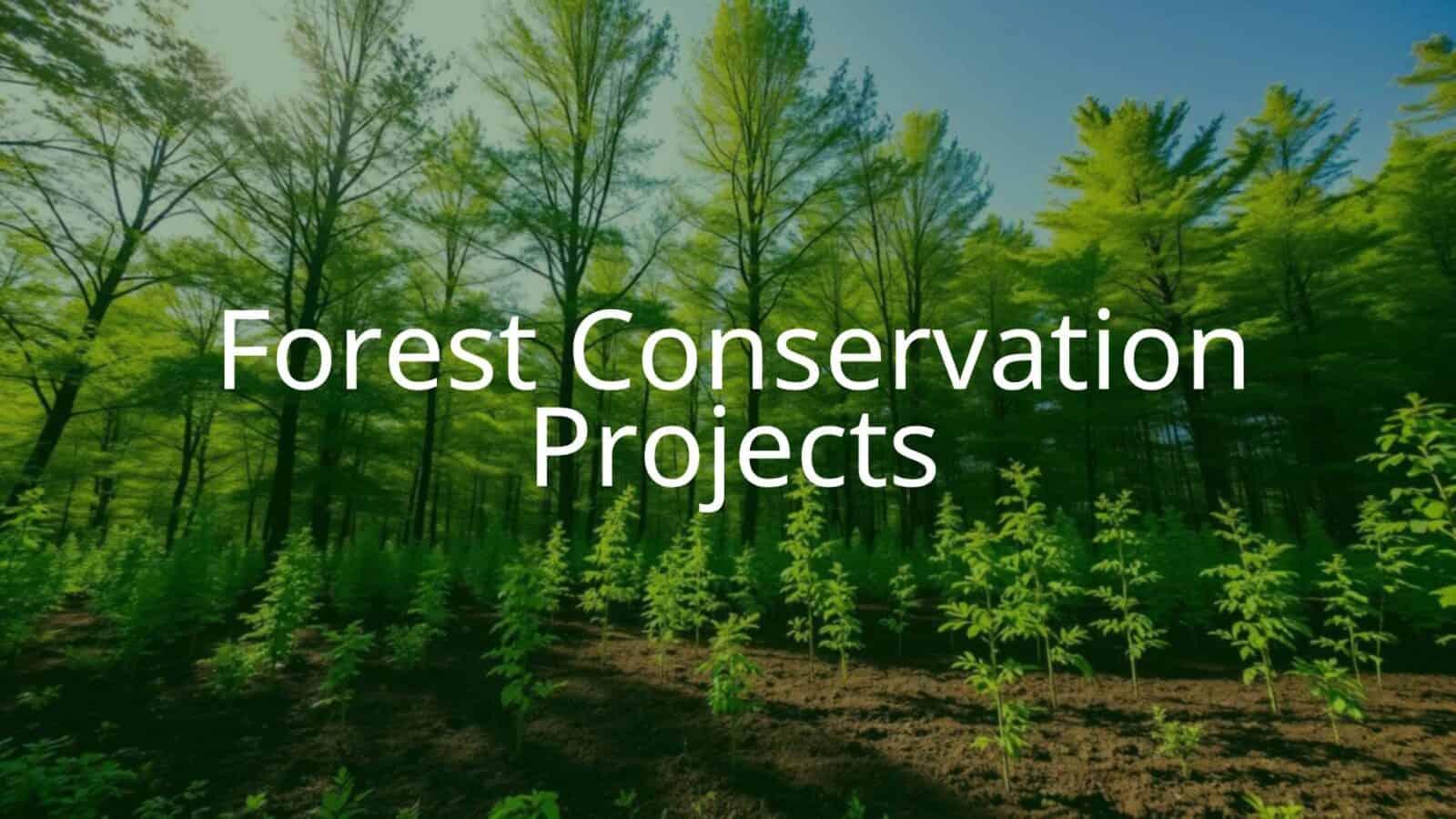 Lush green forest with sunlight filtering through tall trees, a team of people planting saplings, clear blue sky, eco-friendly vibe, realistic.